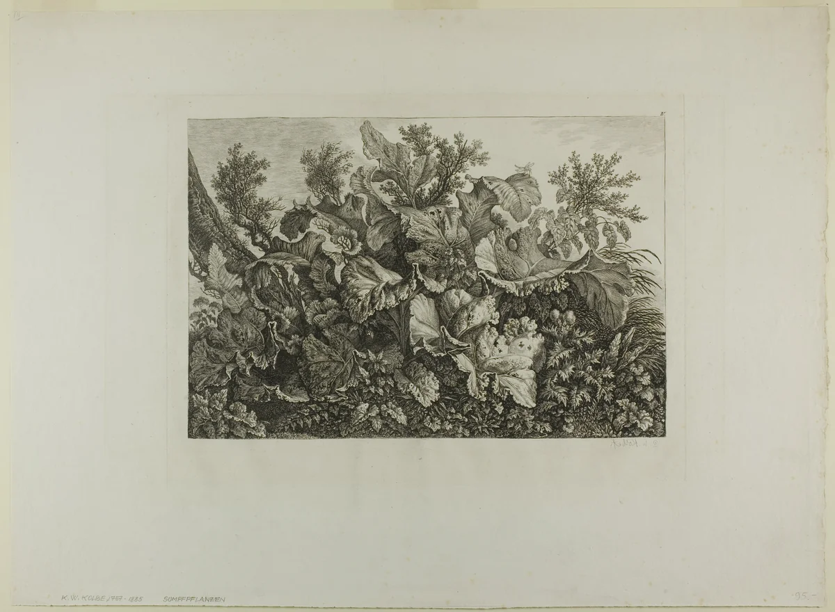 Swamp Plants by Carl Wilhelm Kolbe, print, 1779-1835