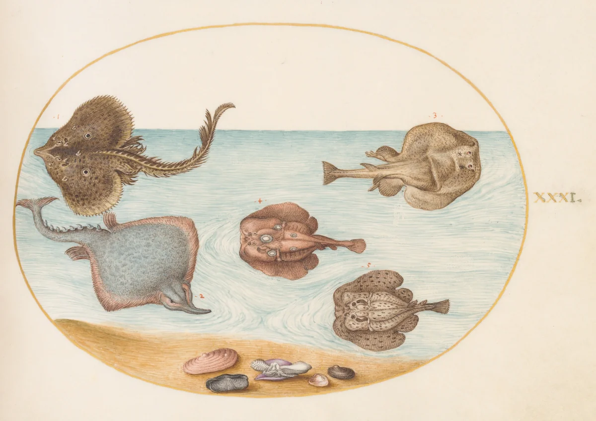 Plate 31: Marbled Electric Ray with Other Skates or Rays, Shells, and a Mollusk in Its Shell by Joris Hoefnagel, drawing, 1570-1599