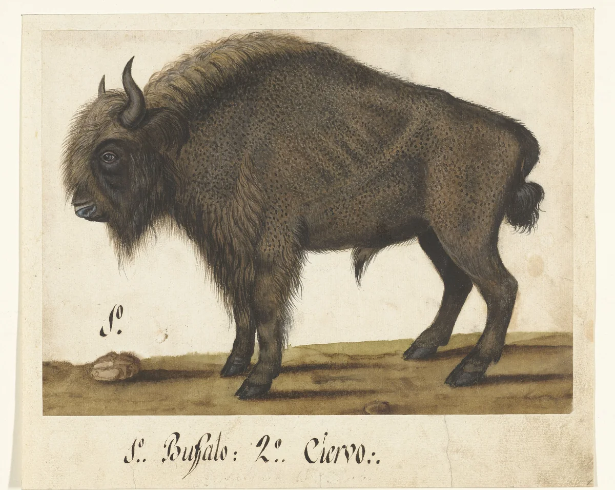 Album Sheet with a Bison by anonymous, drawing, 1550-1570