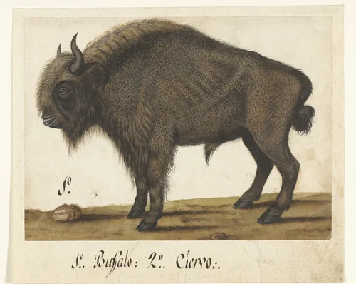 Album Sheet with a Bison by anonymous, drawing, 1550-1570