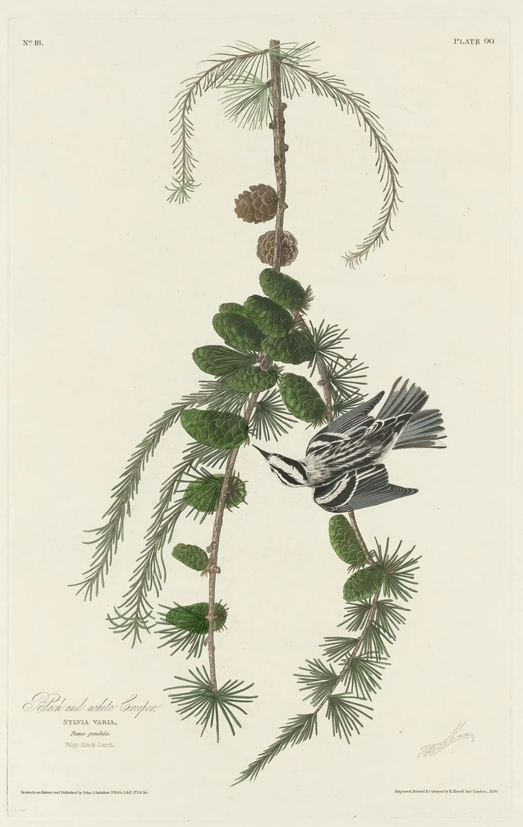 Black and White Creeper by Robert Havell, Jr.; John James Audubon, print, 1830