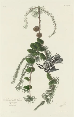 Black and White Creeper by Robert Havell, Jr.; John James Audubon, print, 1830
