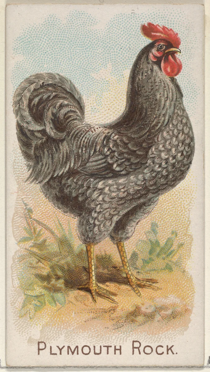 Plymouth Rock, from the Prize and Game Chickens series (N20) for Allen & Ginter Cigarettes by Allen & Ginter, print, 1891