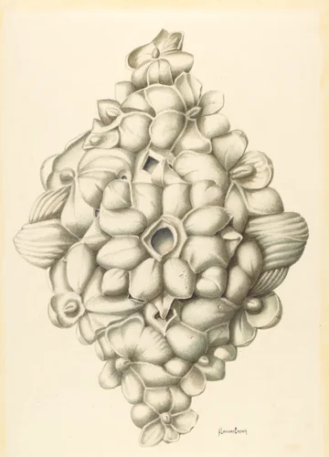 Bishop Hill: Ceiling Decoration by H. Langden Brown, index of american design, 1939