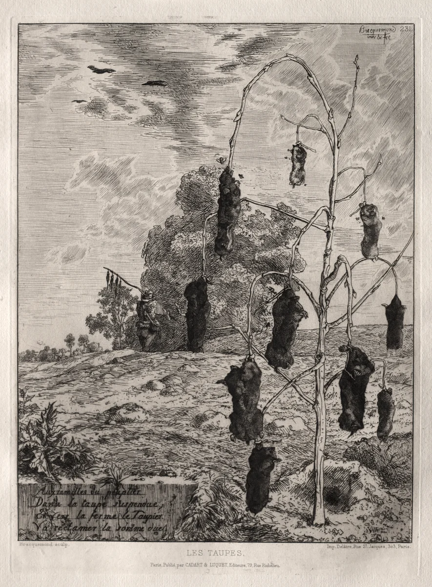 Moles by Félix Bracquemond, print, 1854