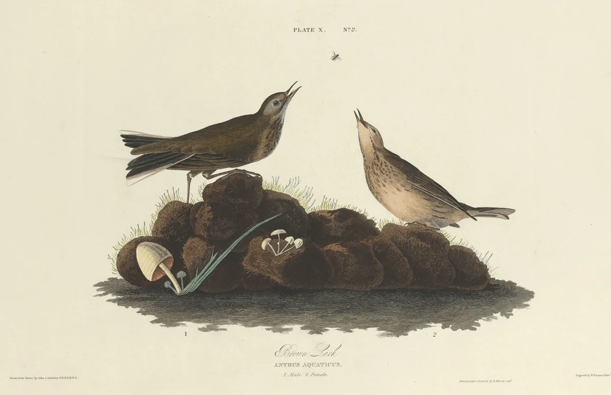 Brown Lark by William Home Lizars
John James Audubon, print, 1827