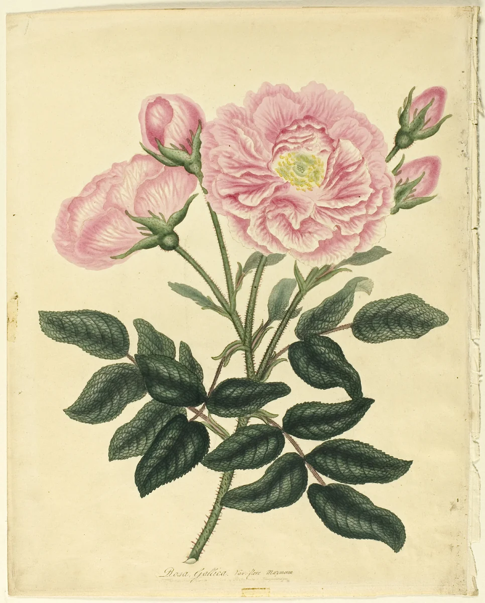 French Rose by Henry Andrews, print, 1806