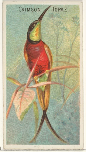 Crimson Topaz, from the Birds of the Tropics series (N5) for Allen & Ginter Cigarettes Brands by Allen & Ginter, print, 1889
