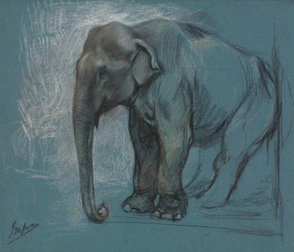 Study of an Elephant by John Macallan Swan, drawing, 1862-1910