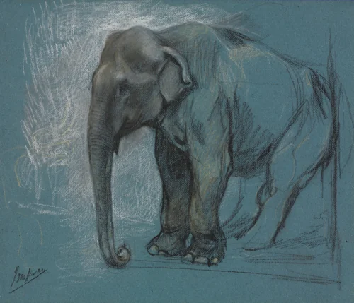 Study of an Elephant by John Macallan Swan, drawing, 1862-1910