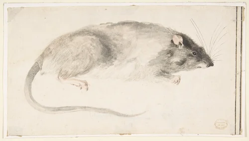 A Rat Seen in Profile by Count Giorgio Durante, drawing, 1685-1755