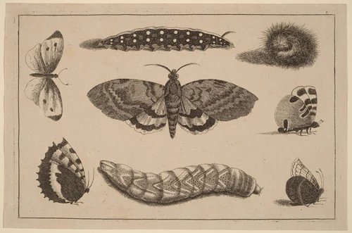 Three Caterpillars, a Moth, and Four Butterflies by Wenceslaus Hollar, print, 1644-1652