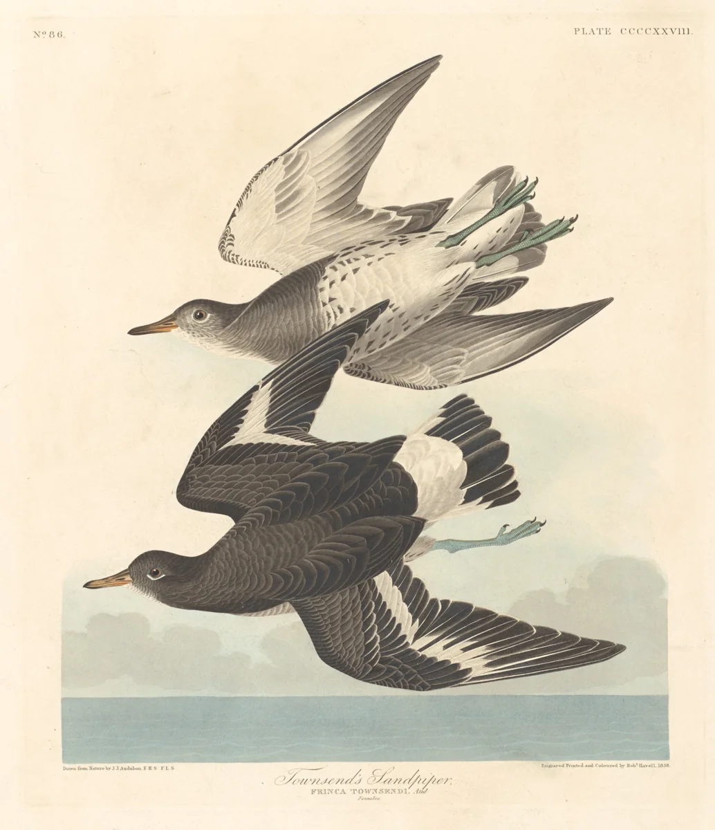 Townsend's Sandpiper by Robert Havell, Jr.; John James Audubon, print, 1838