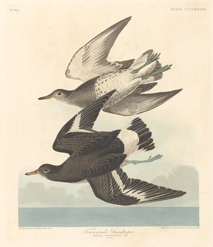 Townsend's Sandpiper by Robert Havell, Jr.; John James Audubon, print, 1838