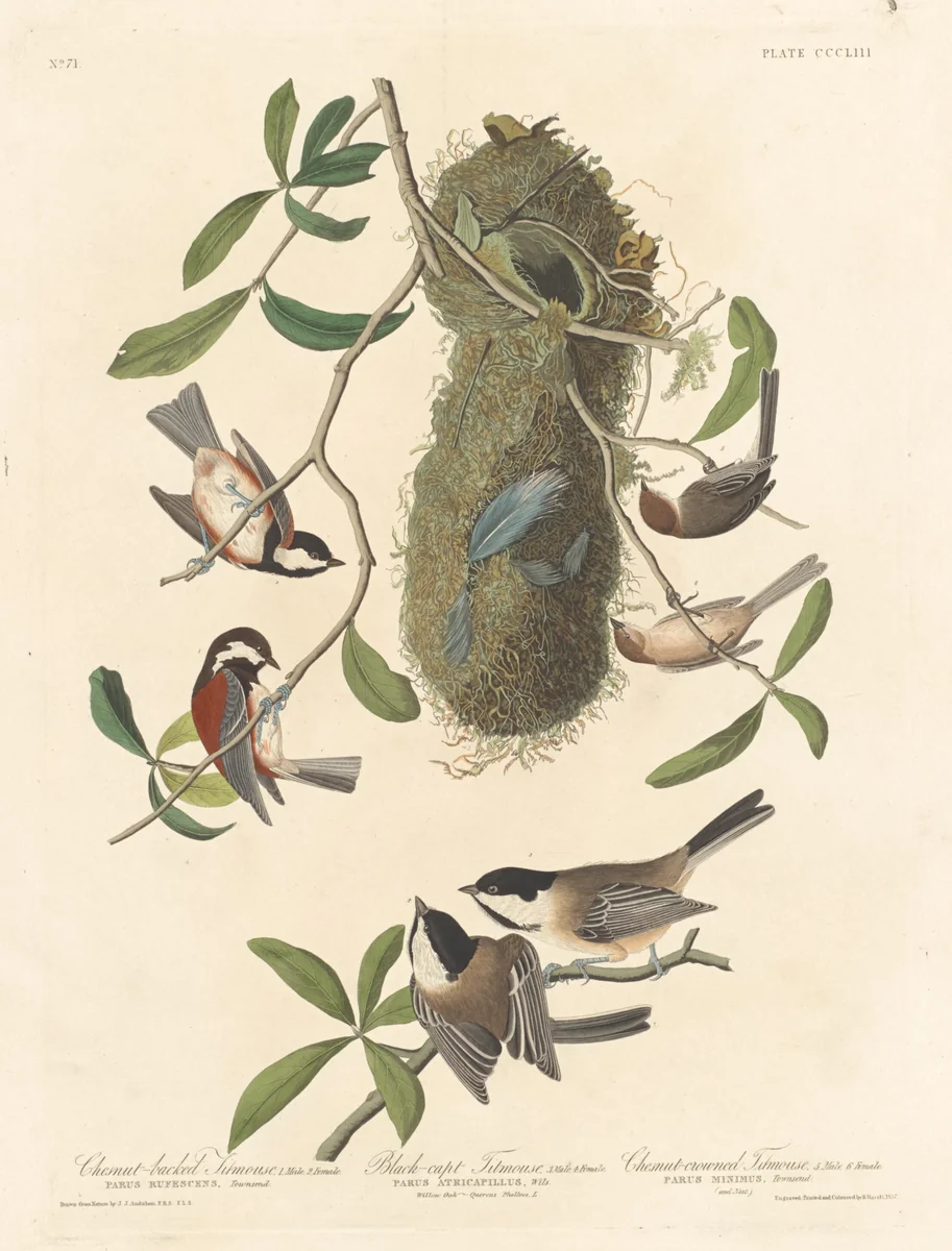 Chestnut-backed Titmouse, Black-capped Titmouse and Chestnut-crowned Titmouse by Robert Havell, Jr.; John James Audubon, print, 1837