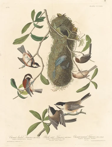 Chestnut-backed Titmouse, Black-capped Titmouse and Chestnut-crowned Titmouse by Robert Havell, Jr.; John James Audubon, print, 1837