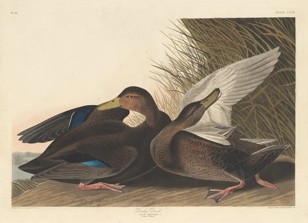 Dusky Duck by Robert Havell, Jr.; John James Audubon, print, 1836