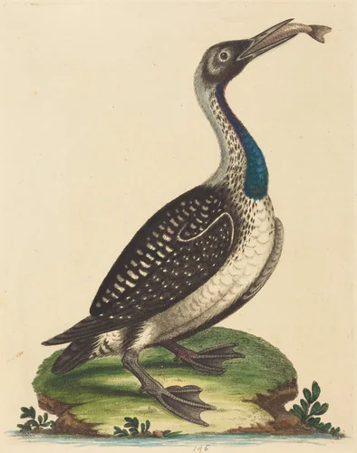 Black and White Water-Fowl with Blue Throat by George Edwards, print, 1694-1773
