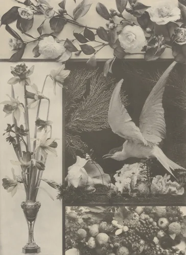 Page from Festons und Dekorative Gruppen by Unidentified Photographer, photograph, 1893