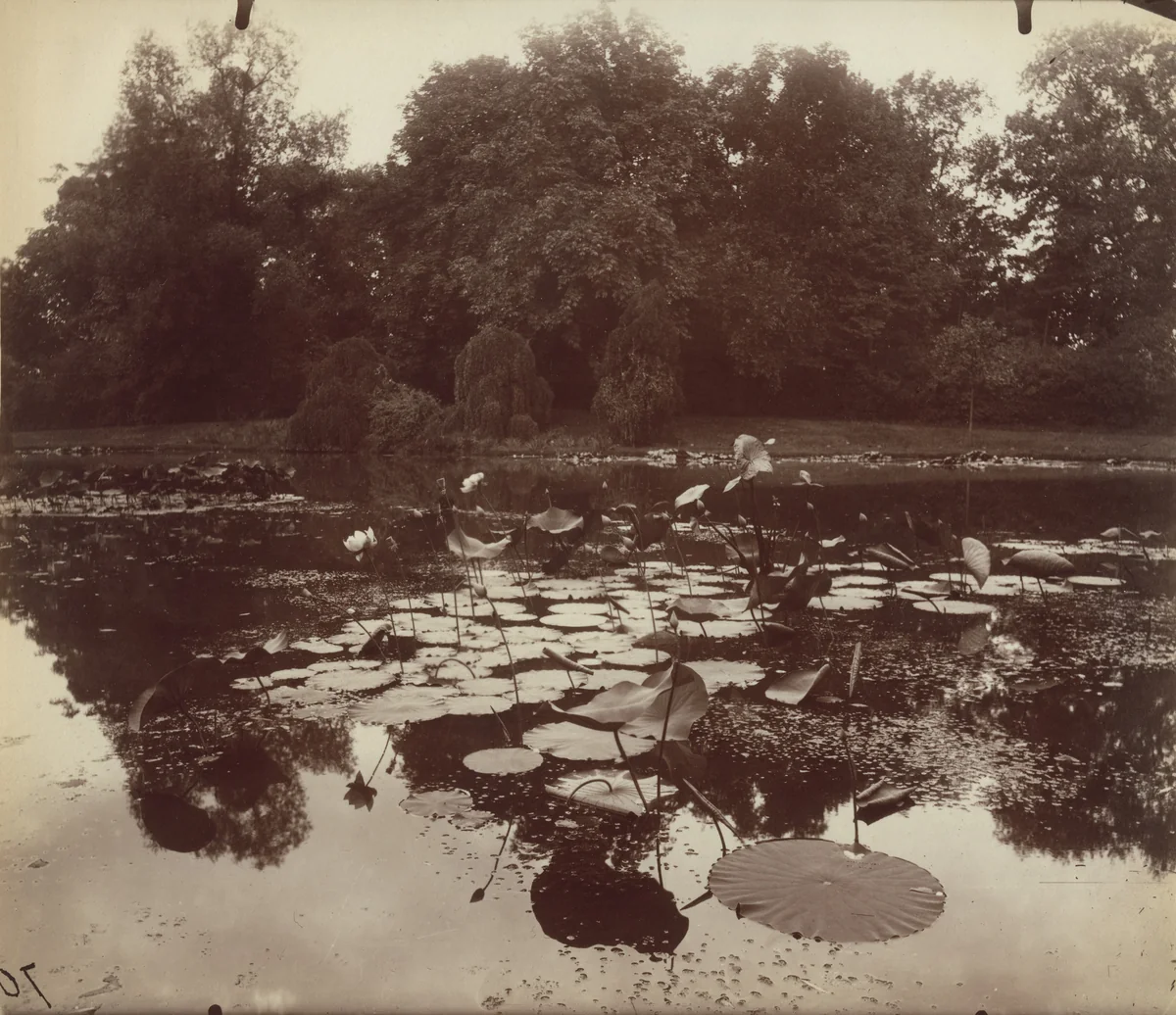 Roses du Nil by Eugène Atget, photograph, 1910