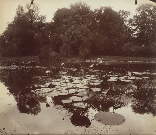 Roses du Nil by Eugène Atget, photograph, 1910