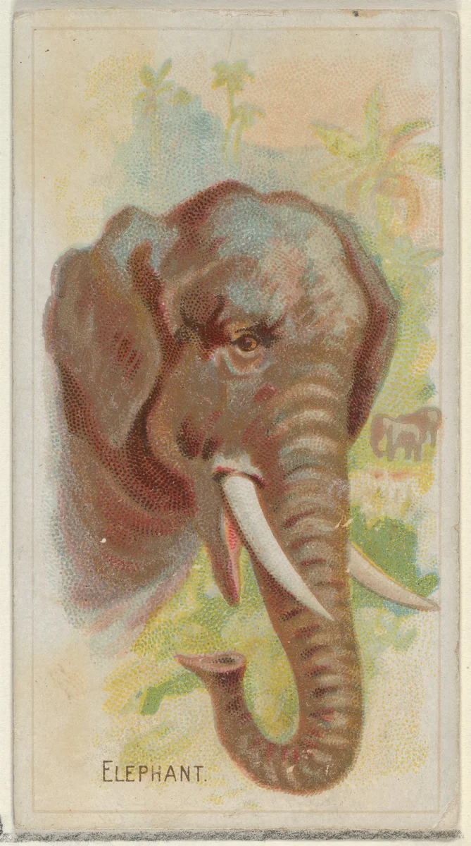 Elephant, from the Wild Animals of the World series (N25) for Allen & Ginter Cigarettes by Allen & Ginter, print, 1888