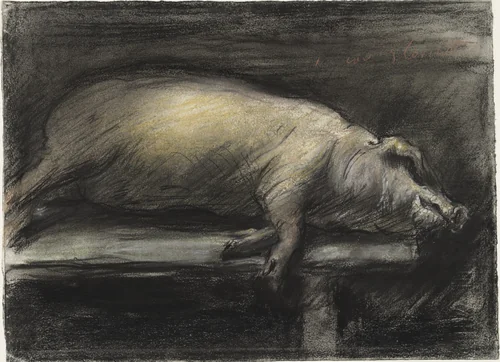 Slaughtered Pig (Geschlachtetes Schwein) by Lovis Corinth, drawing, 1906