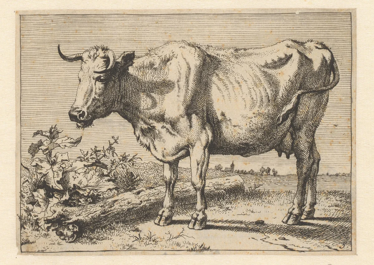 Koe met gedraaide hoorn by Paulus Potter, print, 1650