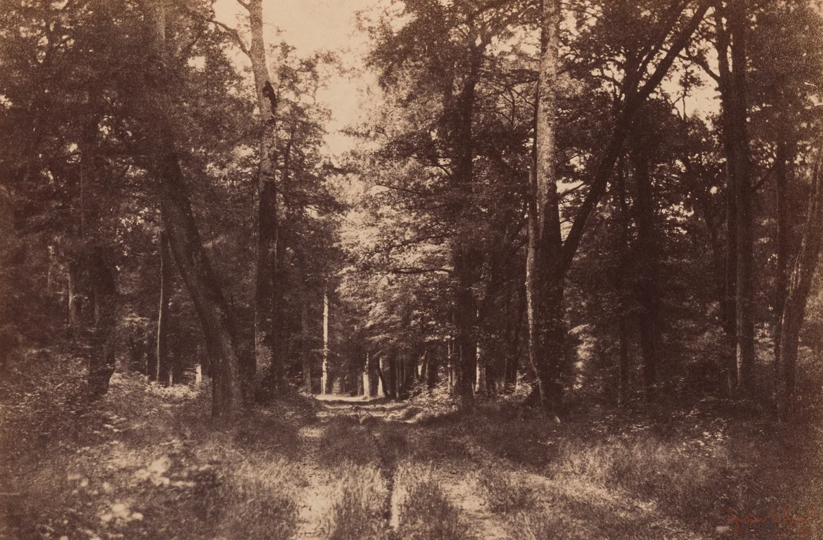 Bas-Breau, Forest of Fontainebleau by Gustave Le Gray, photograph, 1852