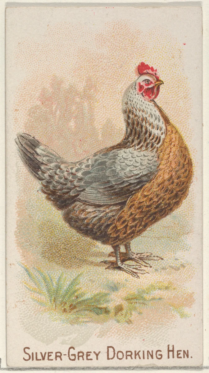 Silver-Grey Dorking Hen, from the Prize and Game Chickens series (N20) for Allen & Ginter Cigarettes by Allen & Ginter, print, 1891