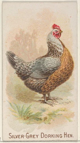 Silver-Grey Dorking Hen, from the Prize and Game Chickens series (N20) for Allen & Ginter Cigarettes by Allen & Ginter, print, 1891