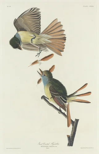 Great Crested Flycatcher by Robert Havell, Jr.; John James Audubon, print, 1832
