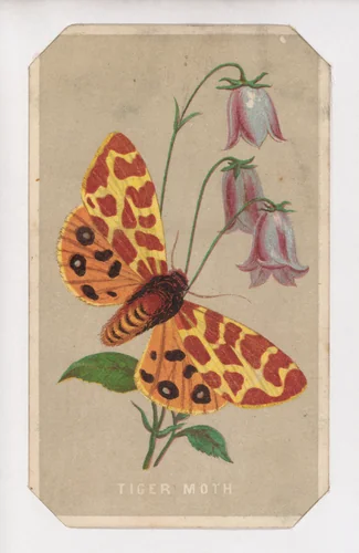 Tiger Moth card from the Butterflies and Moths of America series by Louis Prang & Co., print, 1862-1869