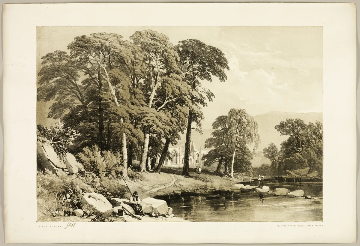 Black Poplar, from The Park and the Forest by James Duffield Harding, print, 1841