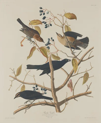 Rusty Grakle by Robert Havell, Jr.; John James Audubon, print, 1833