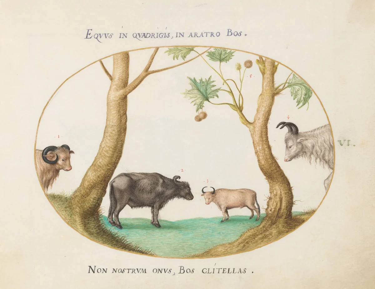 Plate 6: A Variety of Oxen with a Ram and a Water Buffalo(?) by a Plane Tree by Joris Hoefnagel, drawing, 1570-1599