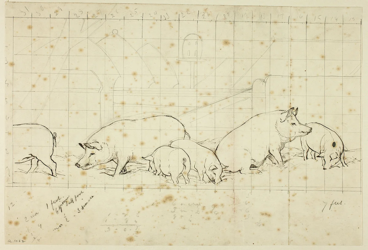 Pigs by Henry Stacy Marks, drawing, 1849-1898