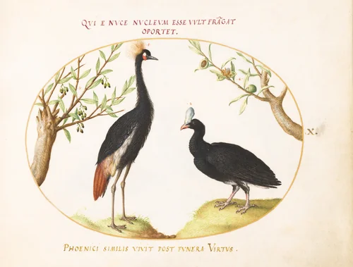 Plate 10: Gray Crowned Crane and Helmeted Curassow by Joris Hoefnagel, drawing, 1570-1599