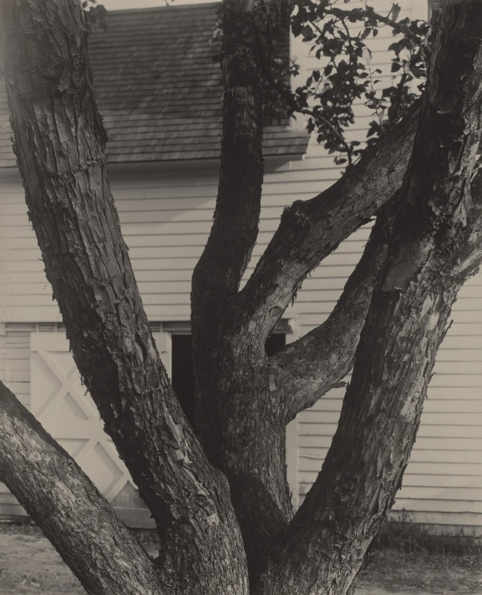 Apple Tree by Alfred Stieglitz, photograph, 1921