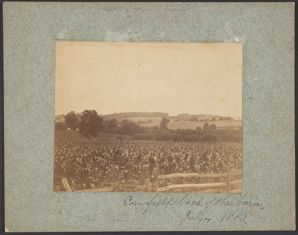 [Cornfield in Back of the Barn] by Thomas Eakins, photograph, 1883