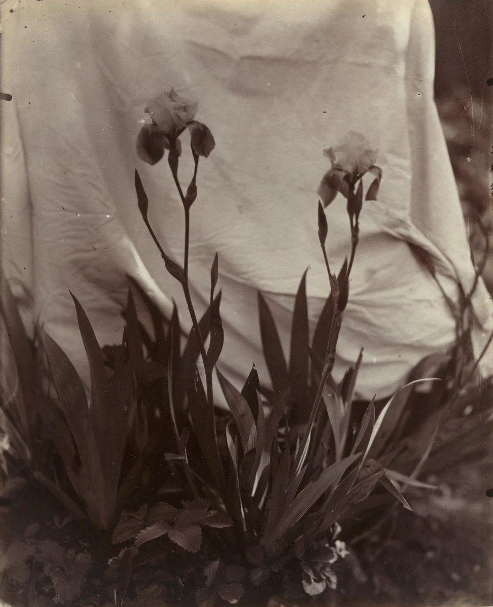 Iris by Eugène Atget, photograph, 1900