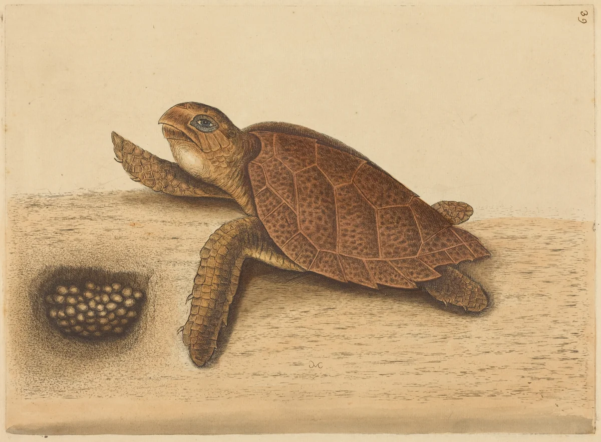 The Hawks-bill Turtle (Testudo caretta) by Mark Catesby, print, 1731-1743