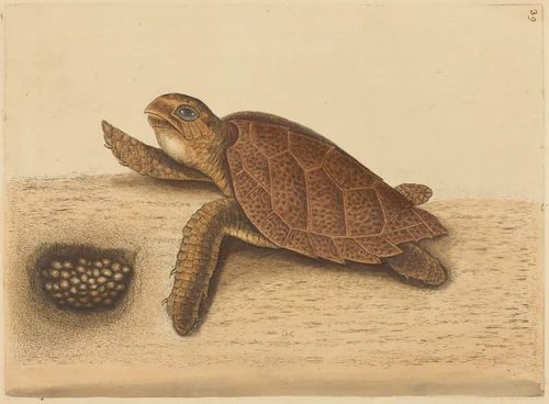 The Hawks-bill Turtle (Testudo caretta) by Mark Catesby, print, 1731-1743