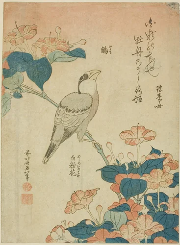 Japanese Grosbeak and Marvel of Peru (Ikaru, oshiroi no hana), from an untitled series of flowers and birds by Katsushika Hokusai (葛飾 北斎), print, 1829-1839