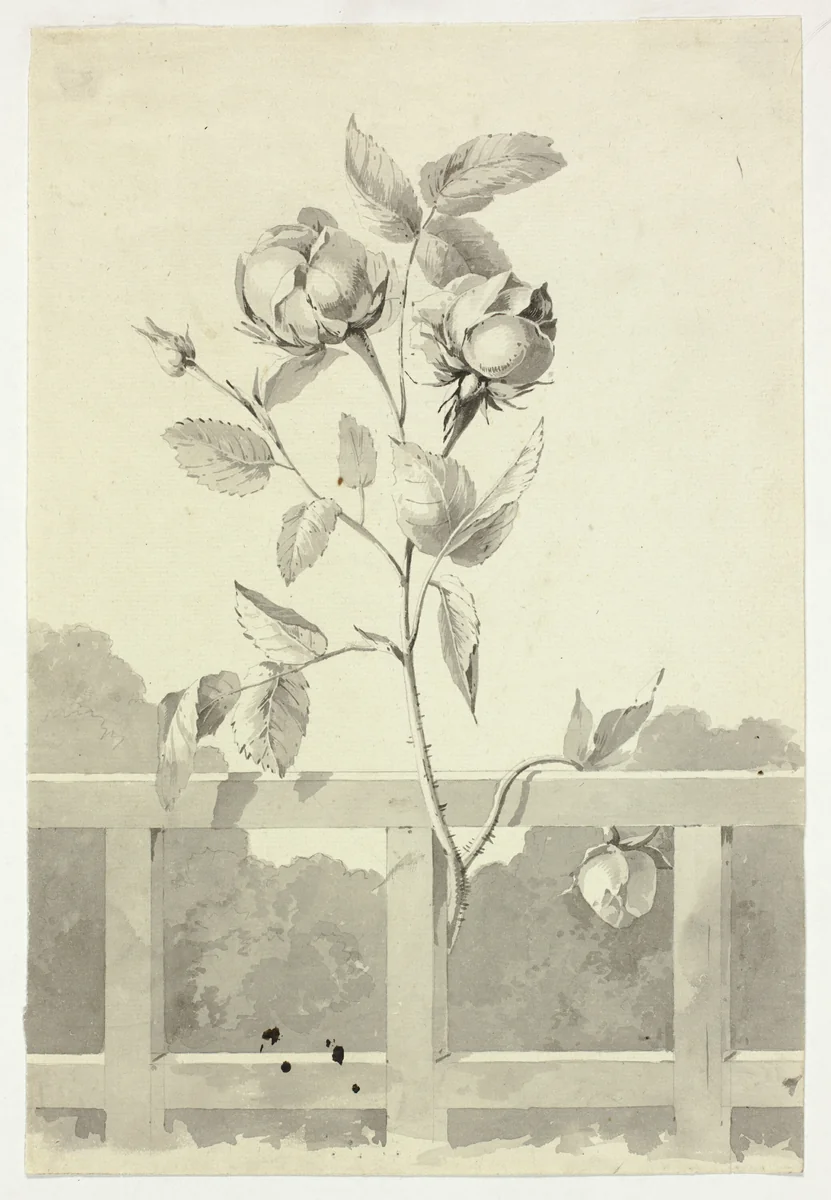 Rose by Pierre Antoine Mongin, drawing, 1781-1827