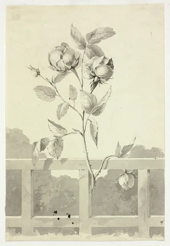 Rose by Pierre Antoine Mongin, drawing, 1781-1827