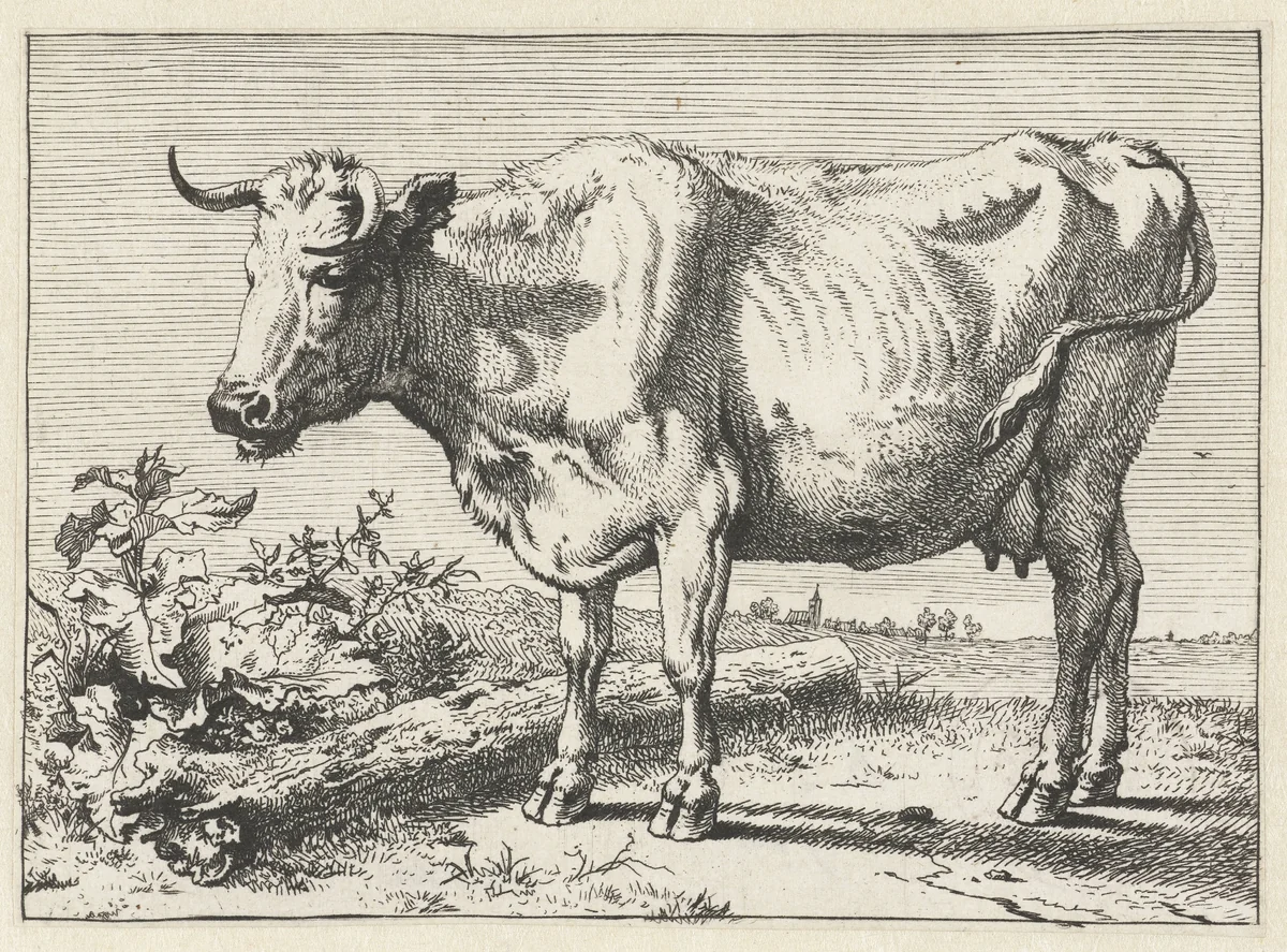 Koe met gedraaide hoorn by Paulus Potter, print, 1650