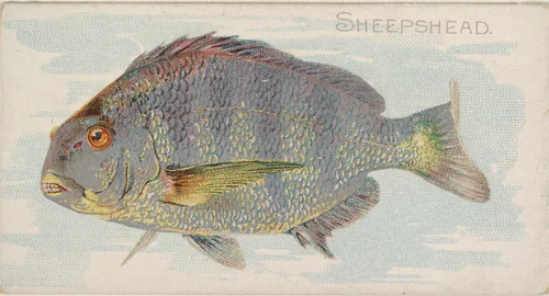Sheepshead, from the Fish from American Waters series (N8) for Allen & Ginter Cigarettes Brands by Allen & Ginter, print, 1889