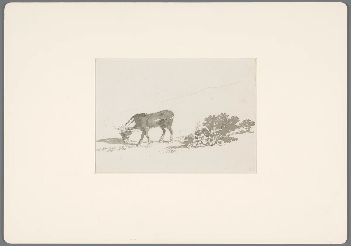 Grazend kalf bij planten by David de Sandoz-Rollin, drawing, 1750-1809