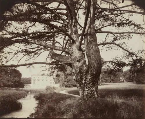 Trianon, sapin by Eugène Atget, photograph, 1919